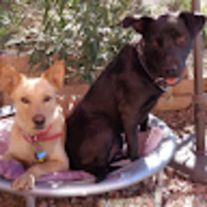 Meet your Posher, Clarinet